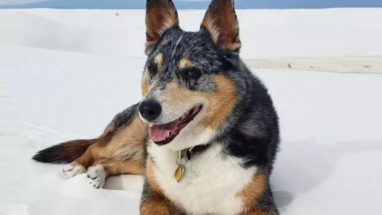 Einstein, the dog who played Cain in Red Dead Redemption 2, has died