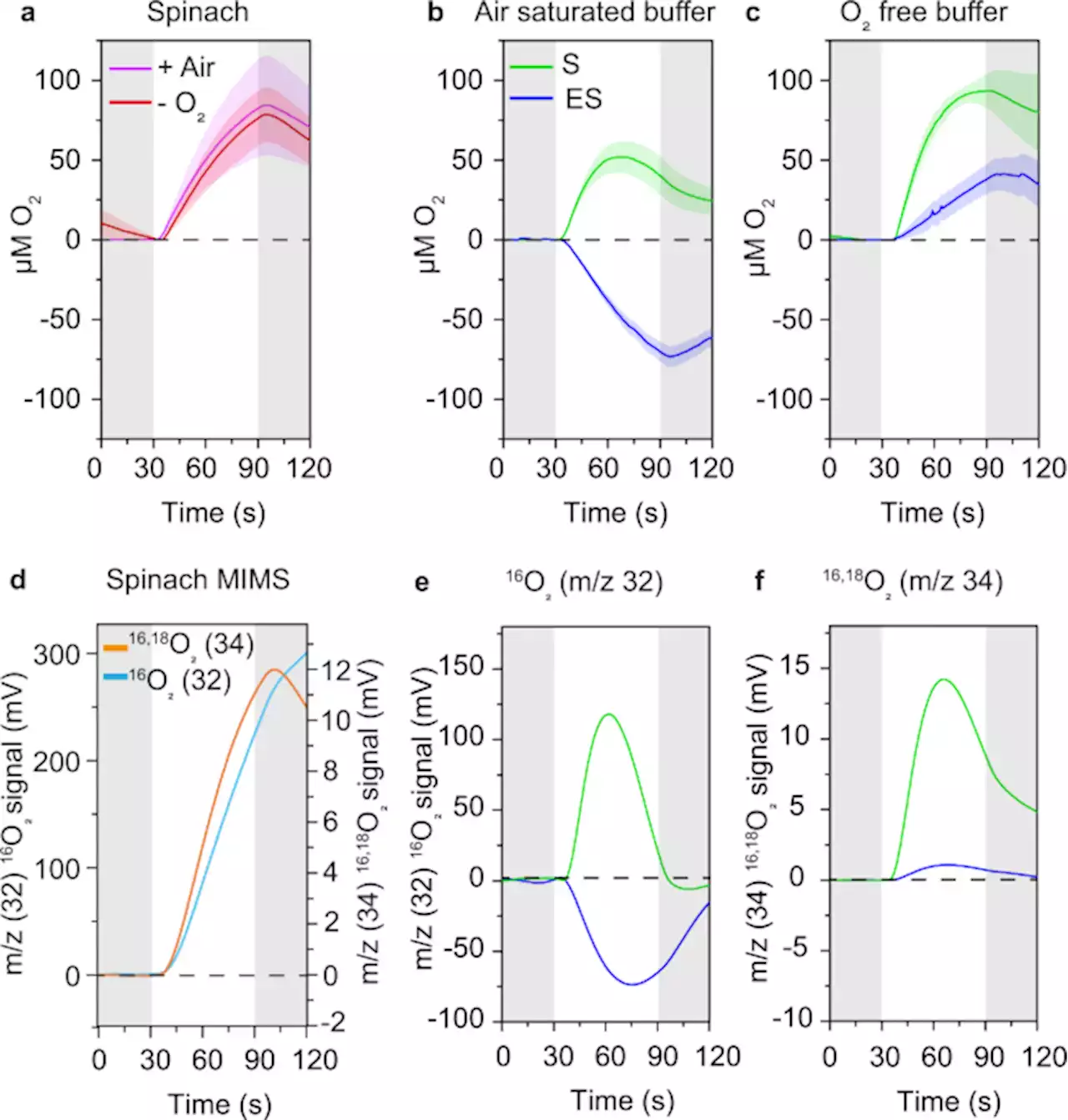 Flavodiiron-mediated O2 photoreduction at photosystem I acceptor-side provides photoprotection to conifer thylakoids in early spring - Nature Communications