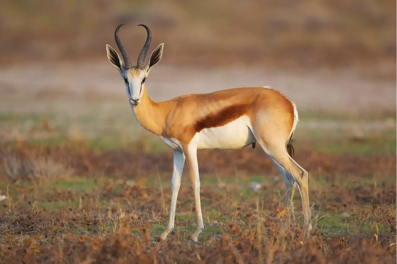 How antelopes under threat from the climate crisis have responded to rising temperatures