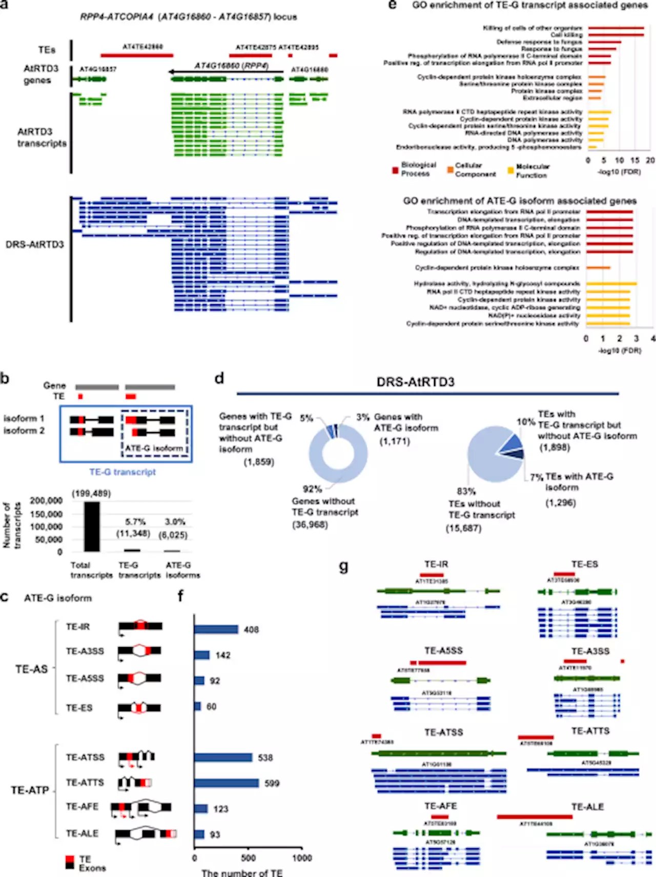 Long-read direct RNA sequencing reveals epigenetic regulation of chimeric gene-transposon transcripts in Arabidopsis thaliana - Nature Communications
