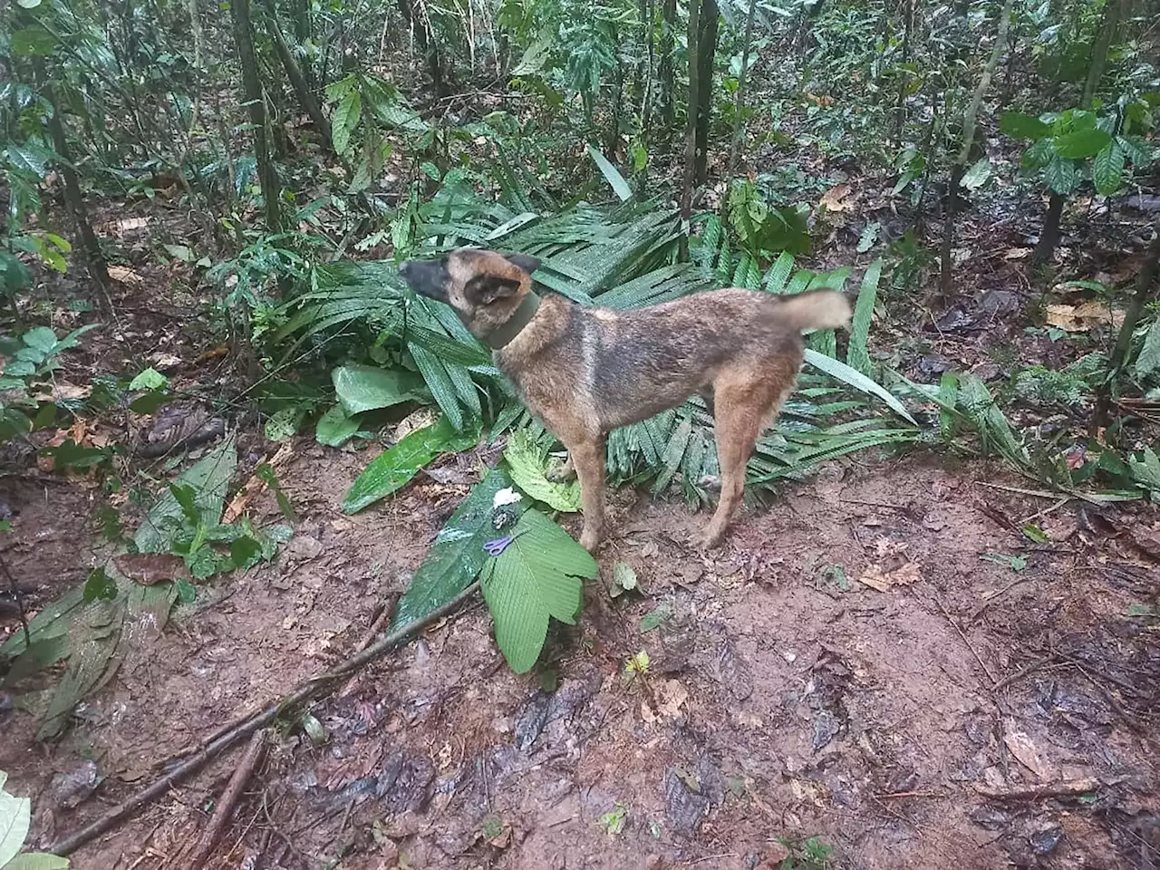 Exército da Colômbia leva cadelas no cio à floresta para atrair o herói Wilson