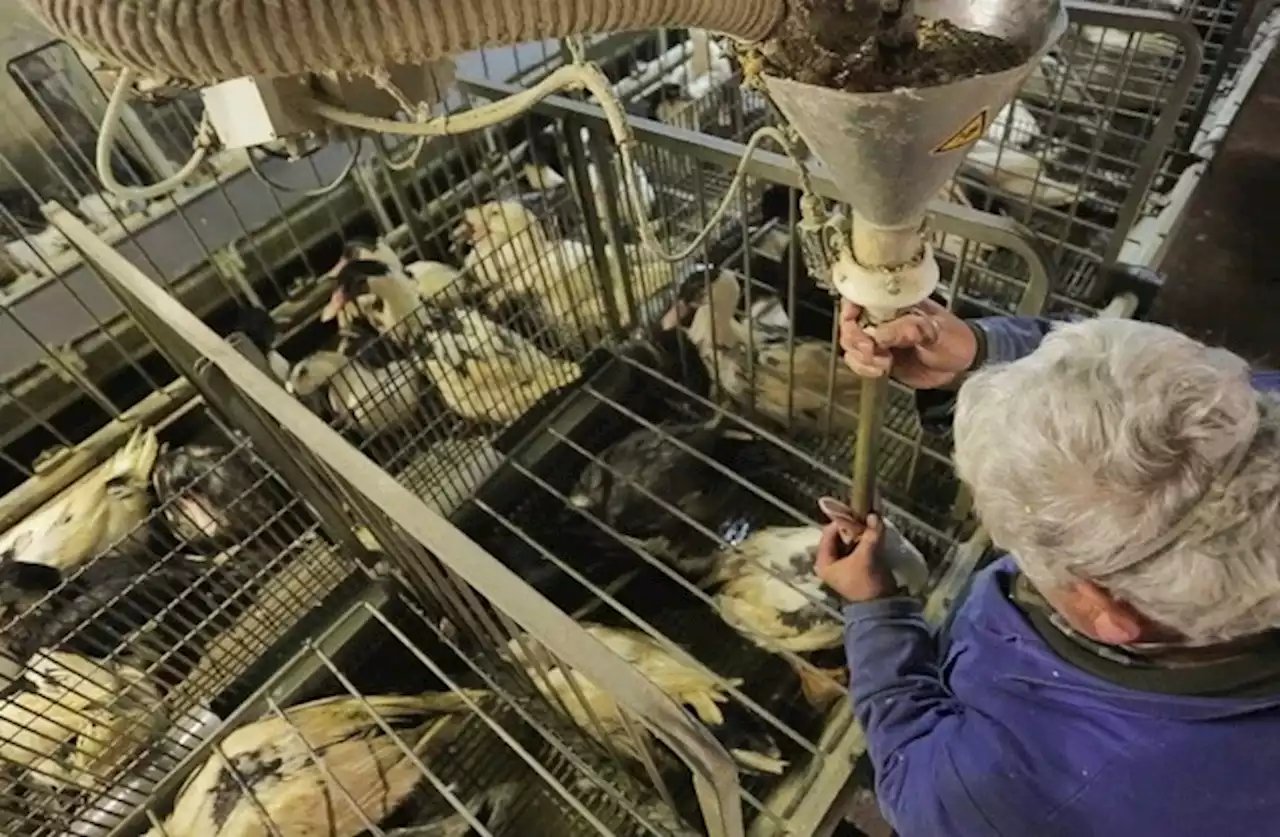 Ein haarscharfes Nein zum Stopfleber-Importverbot: In der Schweiz endet der Tierschutz an den Landesgrenzen