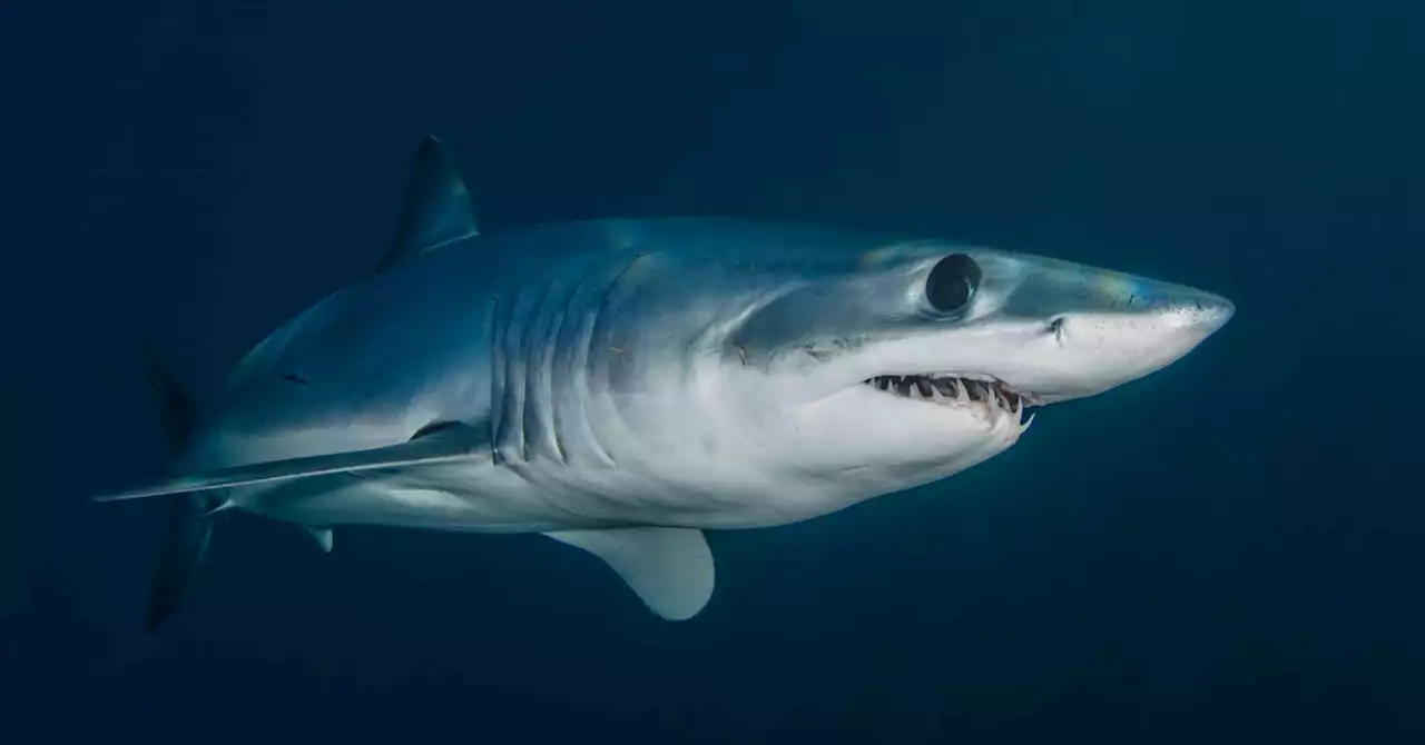 What You Look Like to a Shark