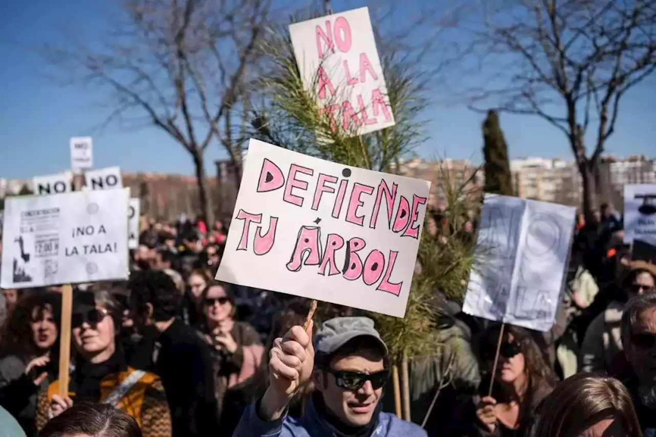 Los vecinos se rebelan contra Ayuso por otra tala masiva: 'Cortan árboles antes que cerrar el tráfico'