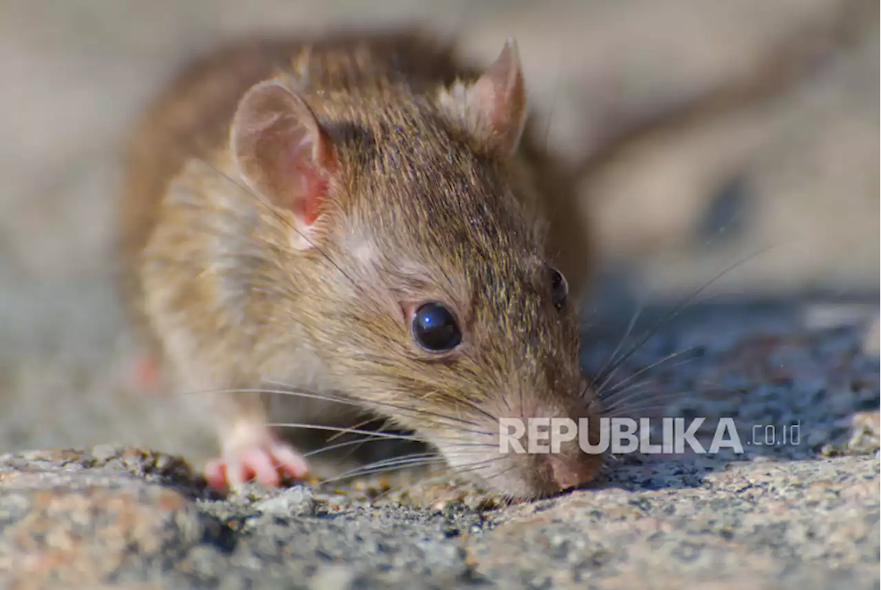 6 Penyakit Berbahaya yang Ditularkan Oleh Tikus dan Hewan Pengerat |Republika Online