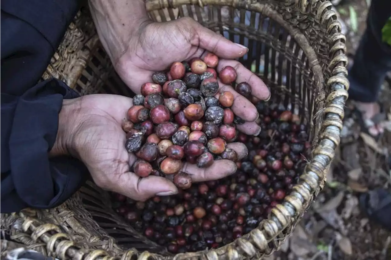 AEKI: Kebun Tua Salah Satu Kendala Produksi Kopi di Sumatra Utara |Republika Online