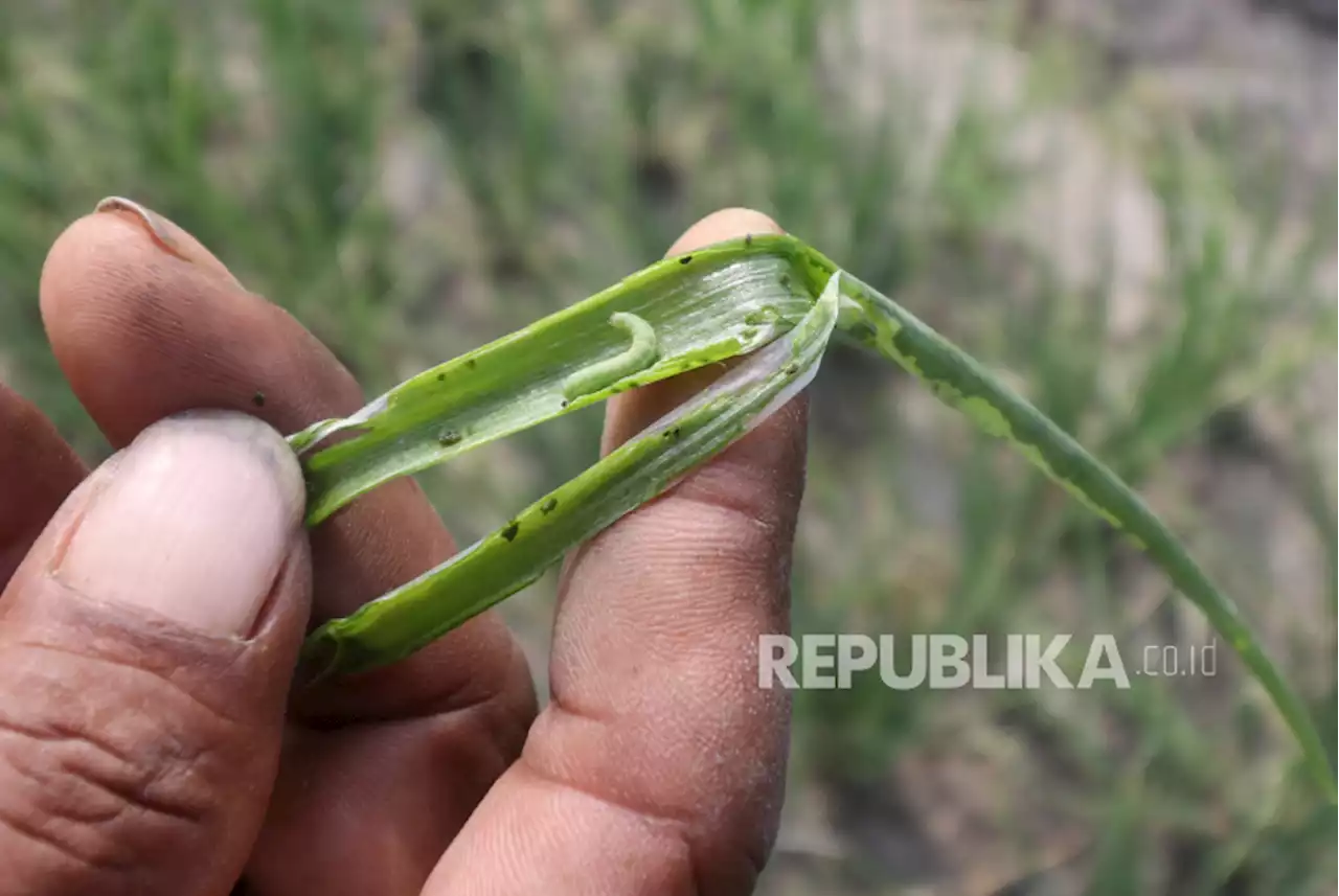 Basmi Hama Tanaman Bawang Merah, Petani Gunungkidul Gunakan Cara Ini |Republika Online