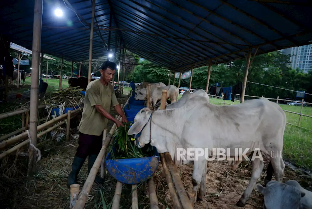 Jelang Idul Adha, Harga Hewan Kurban di DIY Mulai Naik |Republika Online