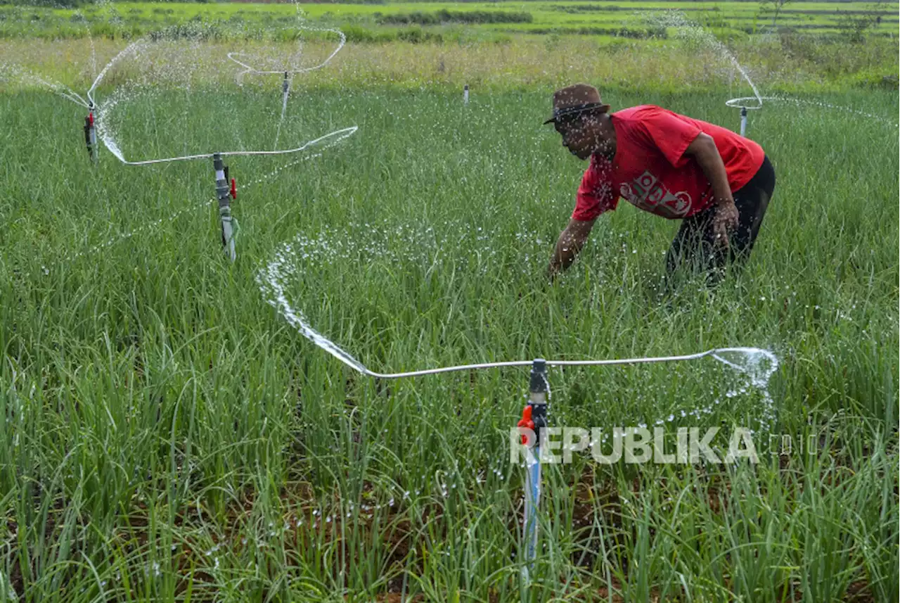 Sentra Bawang Merah Gunungkidul Diserang Hama Ulat, Dua Hektare Lahan Terdampak |Republika Online