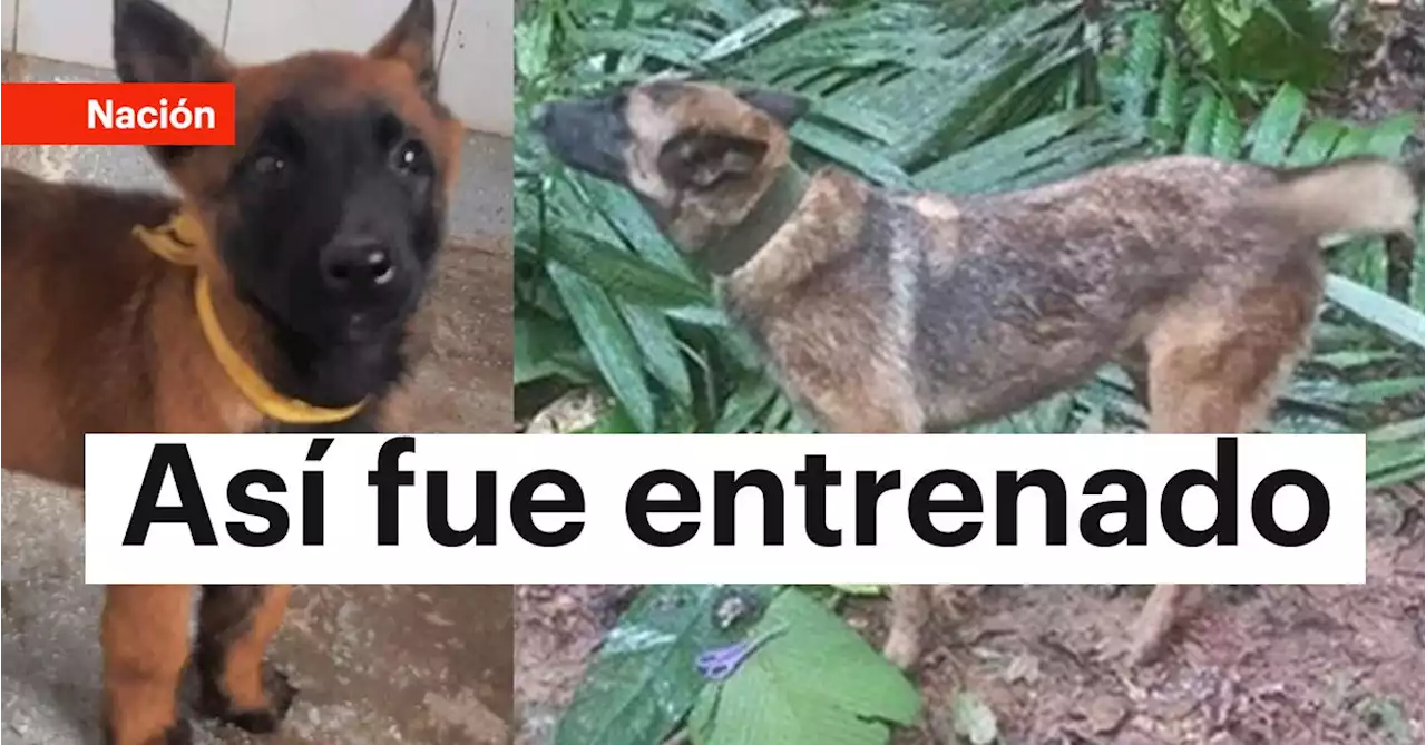 Avanza la búsqueda: así está entrenado Wilson, el perro rescatista que sigue perdido en la selva