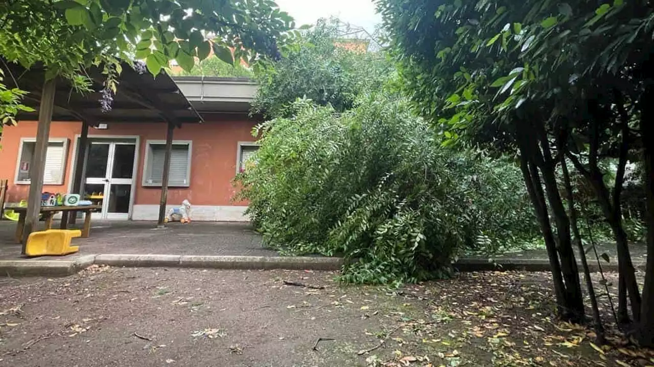 Un albero pericolante dal 2019 è caduto nel giardino di un asilo a Colli Aniene