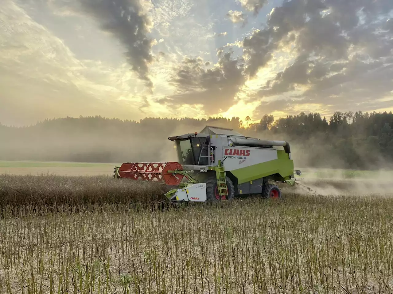 Ölsaaten: Weitere Produzenten gesucht - Schweizer Bauer