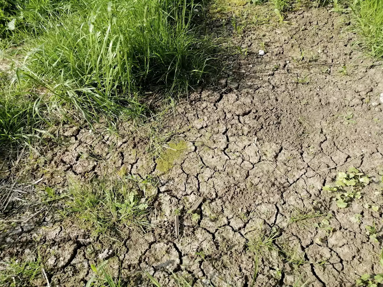 Wegen Erwärmung: Böden speichern weniger CO2 - Schweizer Bauer