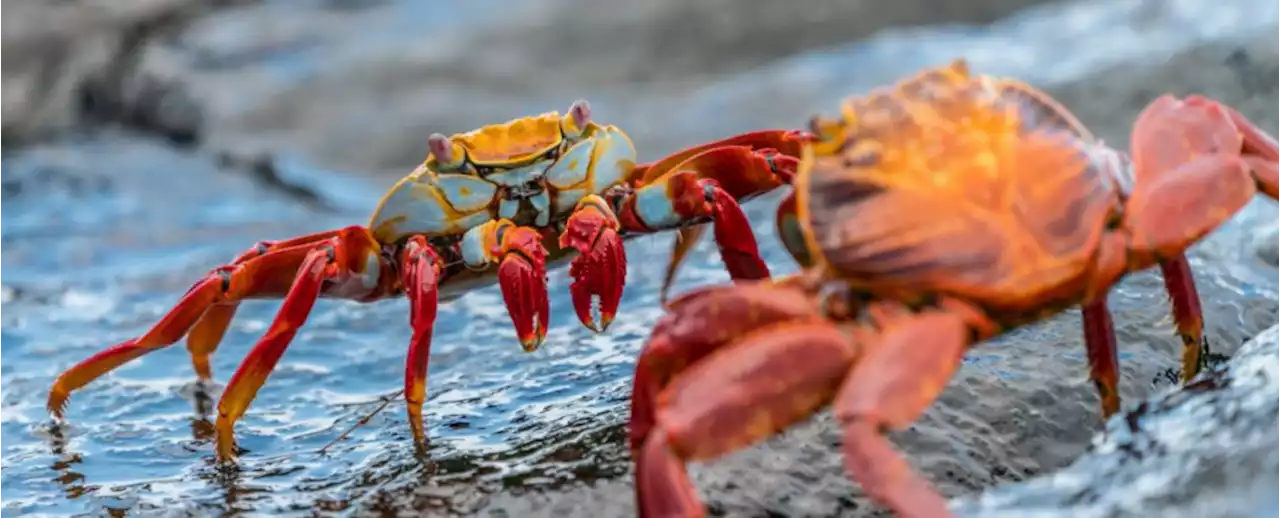 Evolution Keeps Making Crabs, And Nobody Knows Why