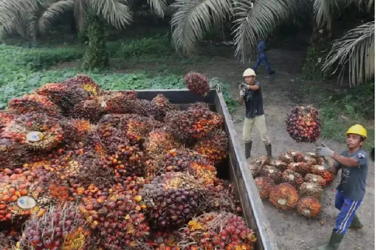 Permintaan Minyak Nabati Bakal Melonjak jadi 307 Juta Ton, Peluang Bagi CPO Indonesia