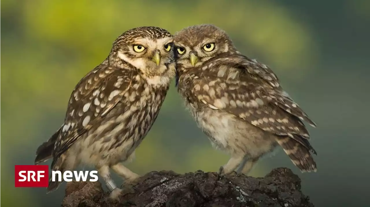 Steinkauz wieder angesiedelt - Seltener Vogel brütet in der Nordwestschweiz