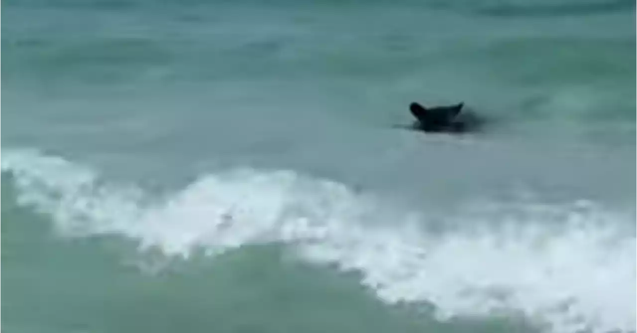 «J’ai d’abord cru que c’était un requin!»: les touristes stupéfaits après une rencontre totalement inattendue à la plage! (vidéo)