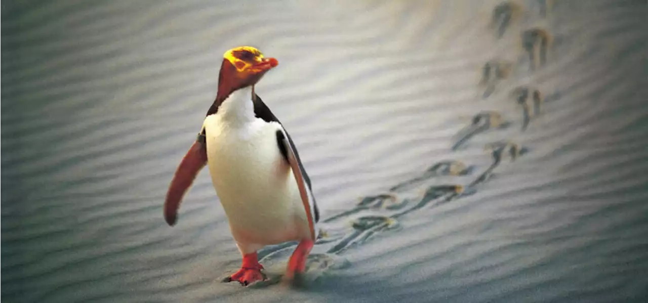 Die Wahrheit: Ein Pinguin