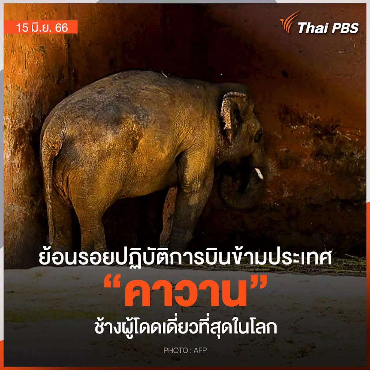 ย้อนรอยปฏิบัติการบินข้ามประเทศ 'คาวาน ช้างผู้โดดเดี่ยวที่สุดในโลก'