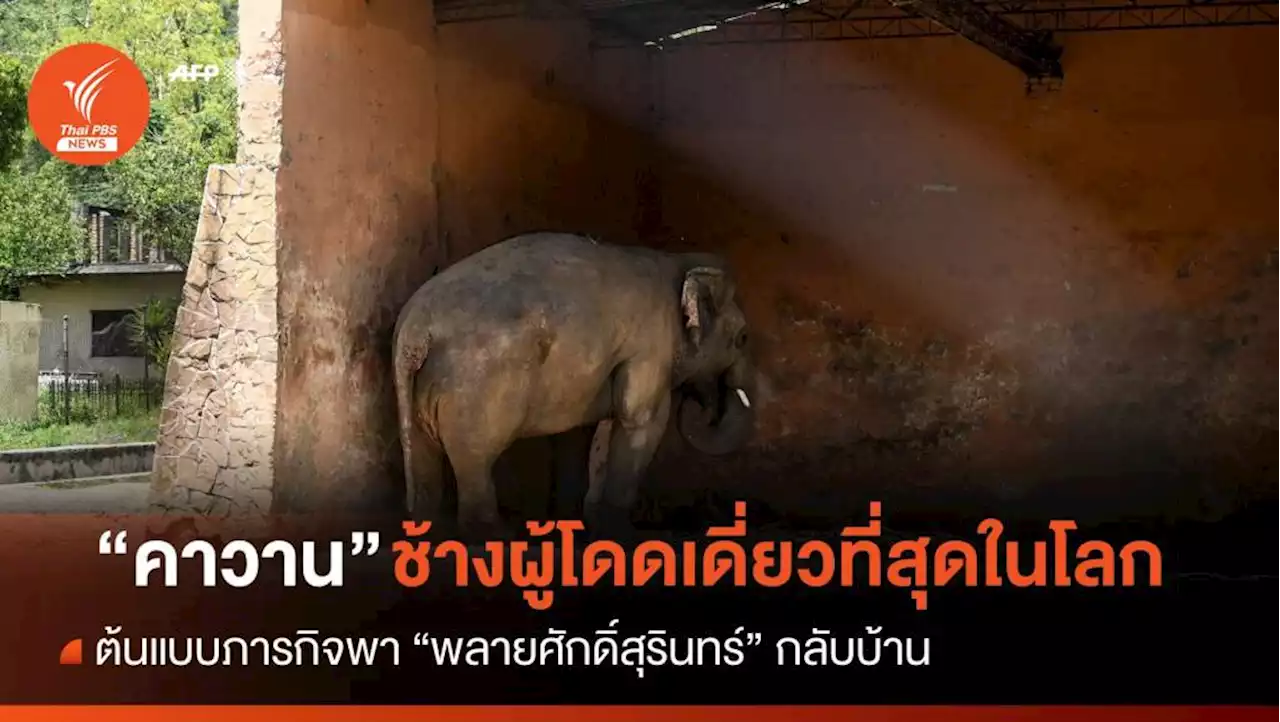 ย้อนรอยปฏิบัติการบินข้ามประเทศ 'คาวาน ช้างผู้โดดเดี่ยวที่สุดในโลก'