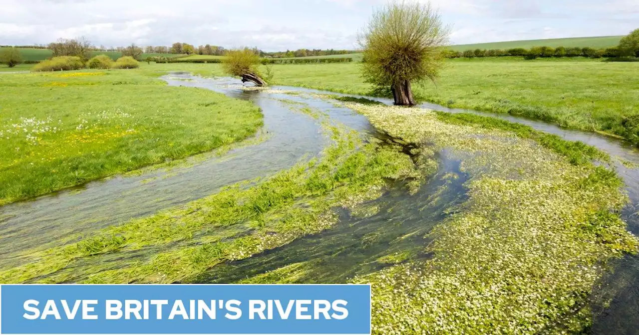 Public must 'use less and pay more for water' to save rare rivers, says Environment Agency