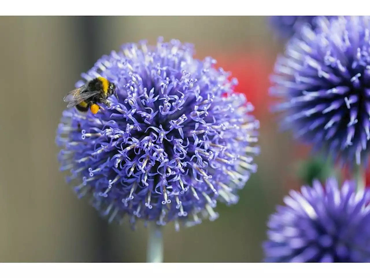 Book offers advice for Prairie gardeners navigating climate change