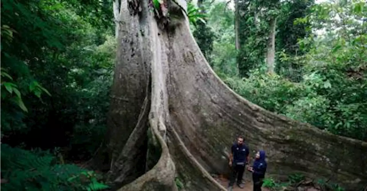 Environment expert issues deforestation wake-up call