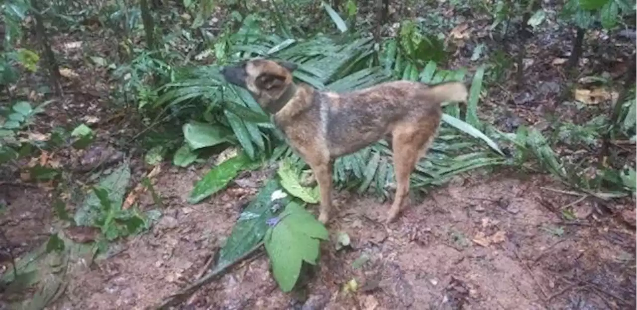 Colômbia: Exército usa cadelas no cio para atrair cachorro Wilson em buscas