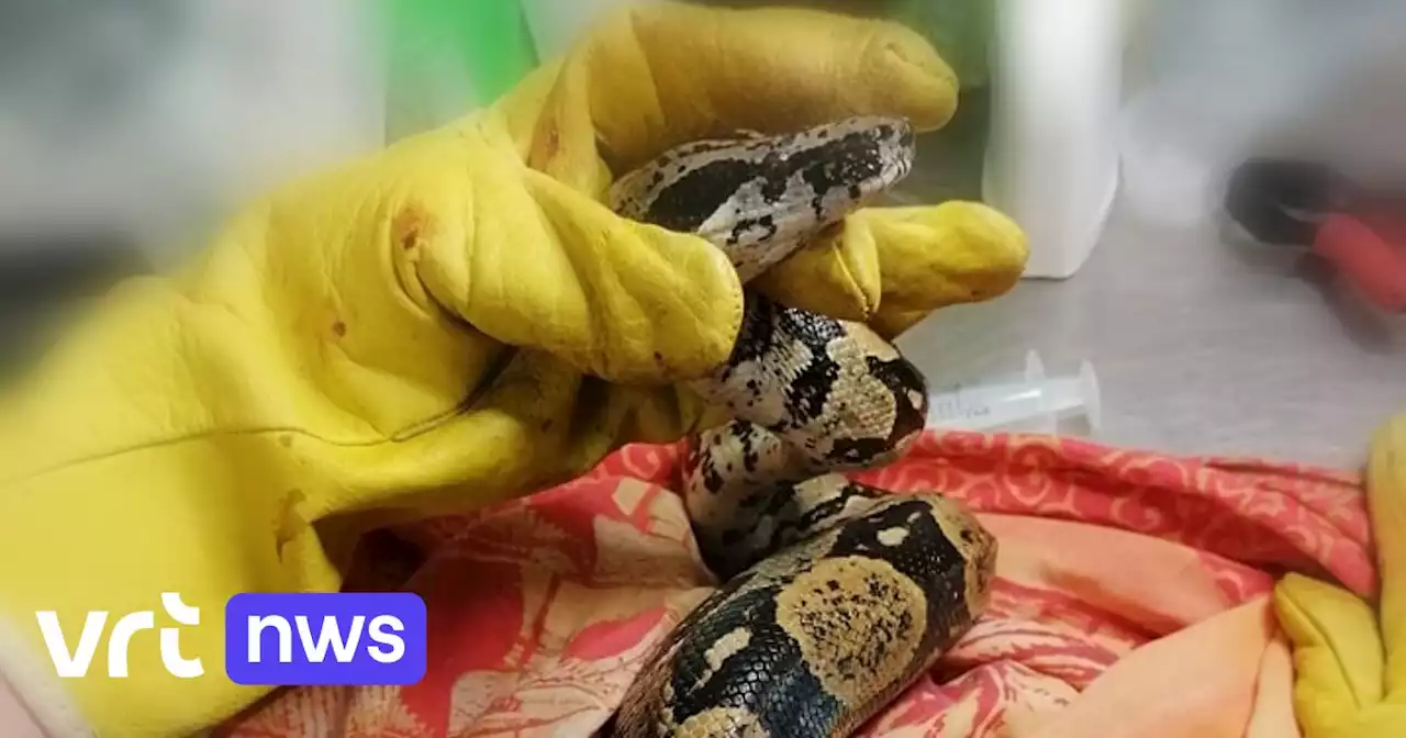 Boa constrictor reist vanuit Zuid-Amerika in container naar Antwerpse haven, bezoekje eindigt met gebroken oogkas