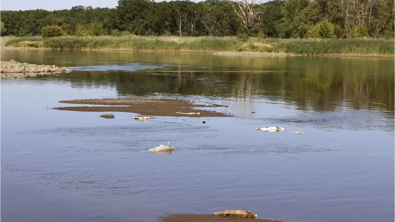 Fischsterben in Nebenkanal der Oder: Sorge vor erneuter Katastrophe steigt