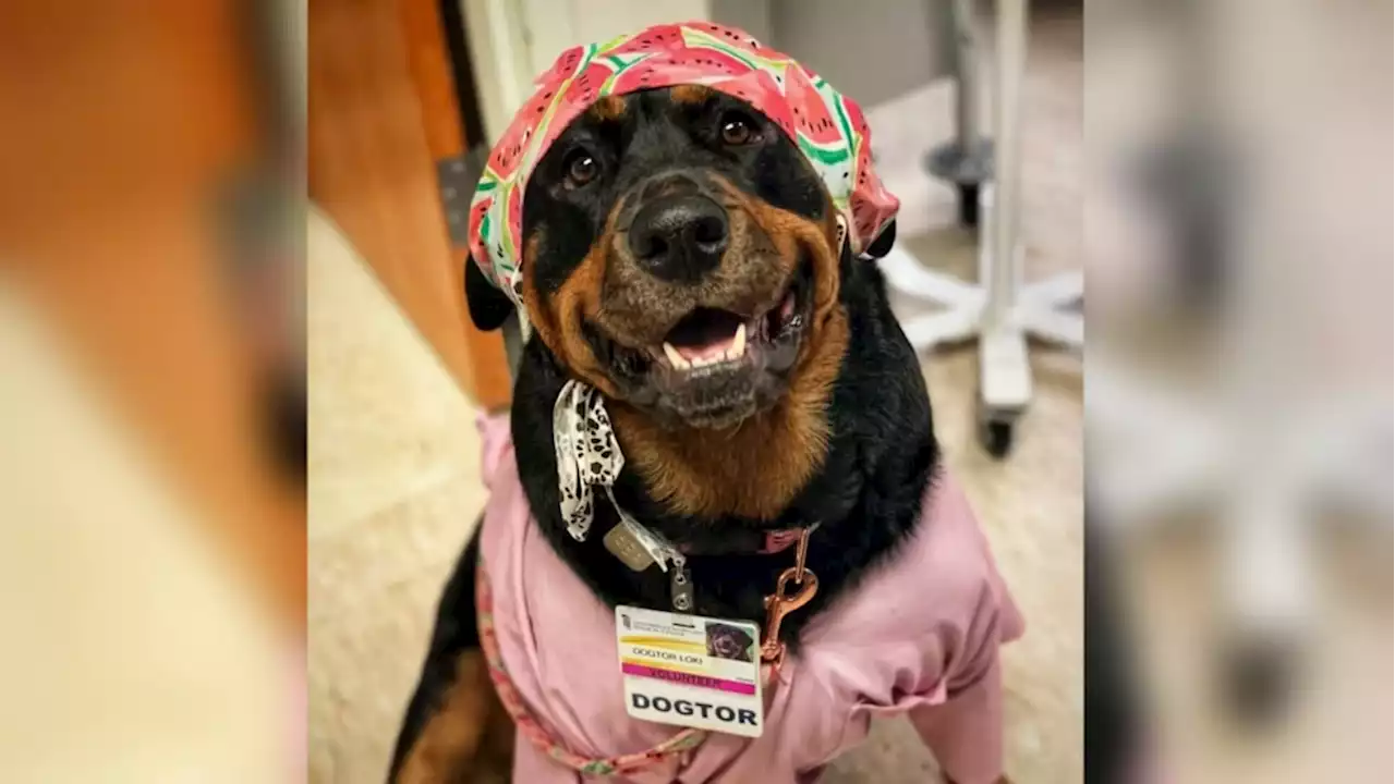 Rottweiler earns honorary 'dogtorate' for mastery of comfort therapy