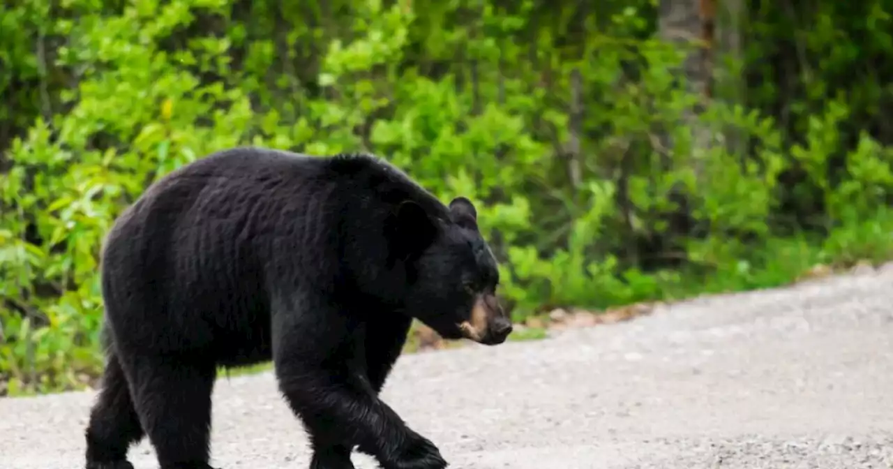 Bear attack reportedly leaves 1 person dead in Arizona