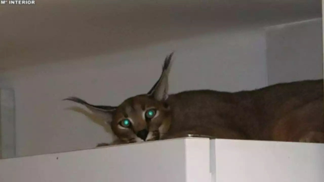 Un lince africano sorprende a la Guardia Civil en una casa en mitad de una operación