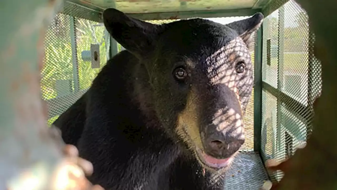 Bear captured after wandering onto Tampa International Airport property