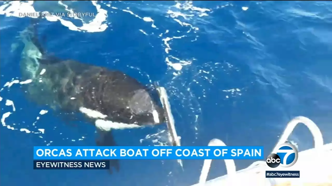 Orcas attack boat off of Spain in growing trend experts say might be 'revenge'