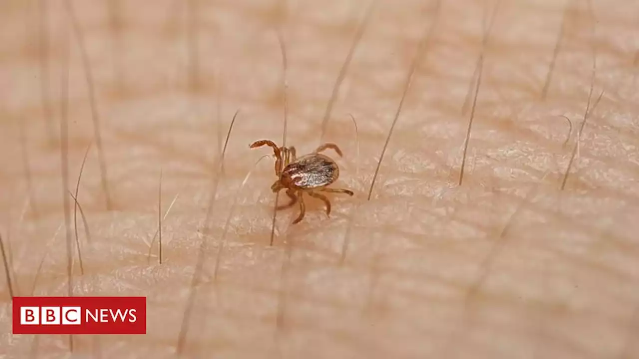 Febre maculosa: os 5 fatores que explicam alta mortalidade da 'doença do carrapato' - BBC News Brasil