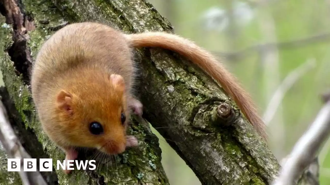 Rare hazel dormice to be reintroduced into National Forest