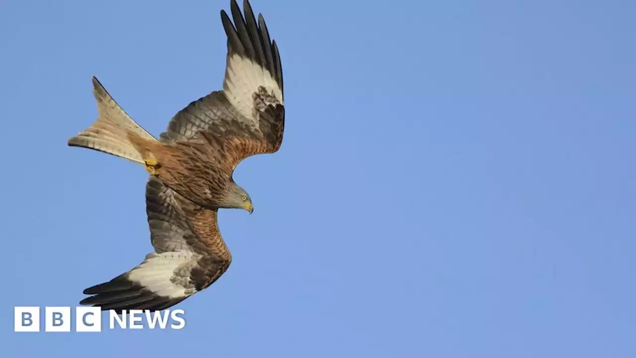 North Yorkshire Police appeal after red kite shot in Westerdale