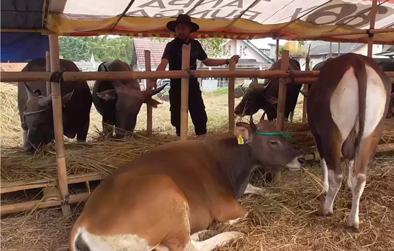 Pedagang Sapi Kurban di Tangerang Keluhkan Sepinya Pembeli