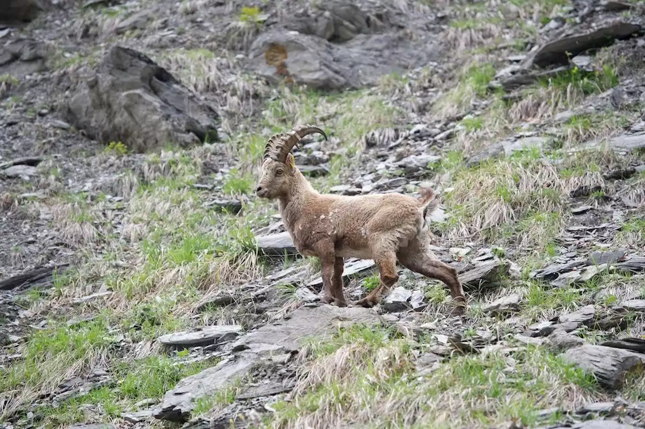 Wieder Feuer frei für ausländische Steinbock-Jäger im Wallis