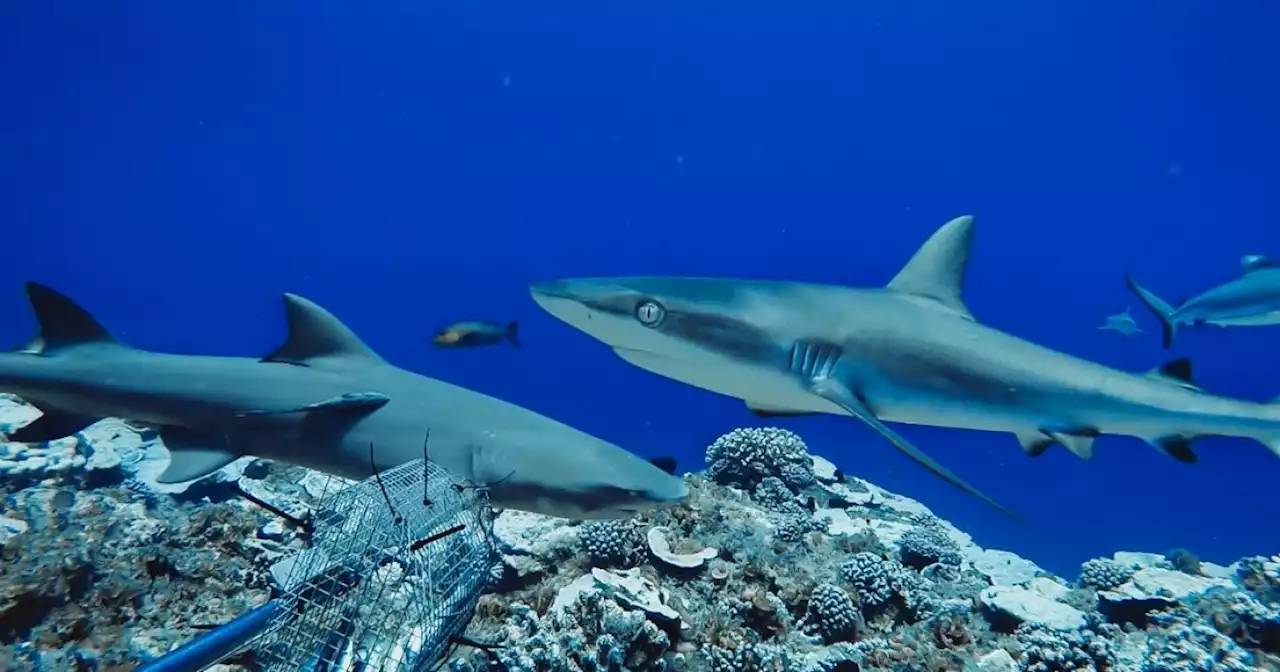 Los tiburones de arrecife se están extinguiendo por cuenta de la sobrepesca, según estudio