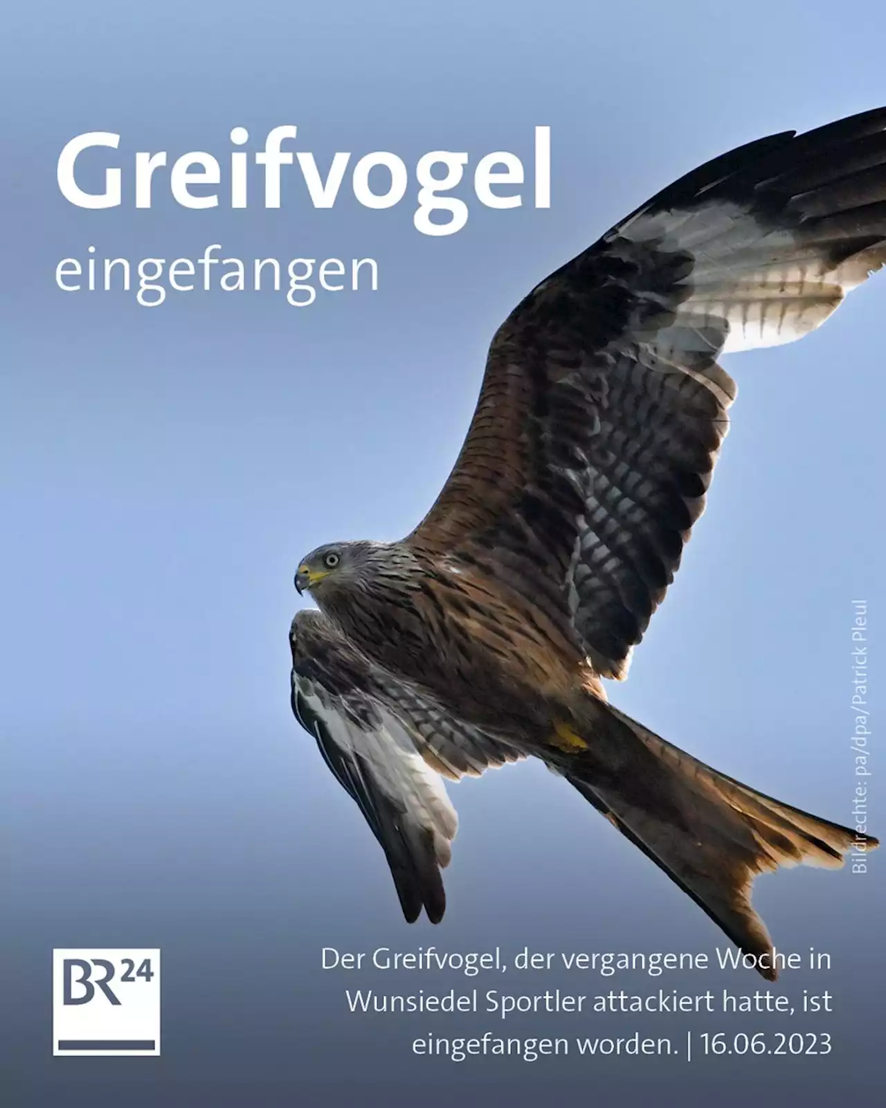 Nach Attacken auf Sportler: Greifvogel in Wunsiedel eingefangen