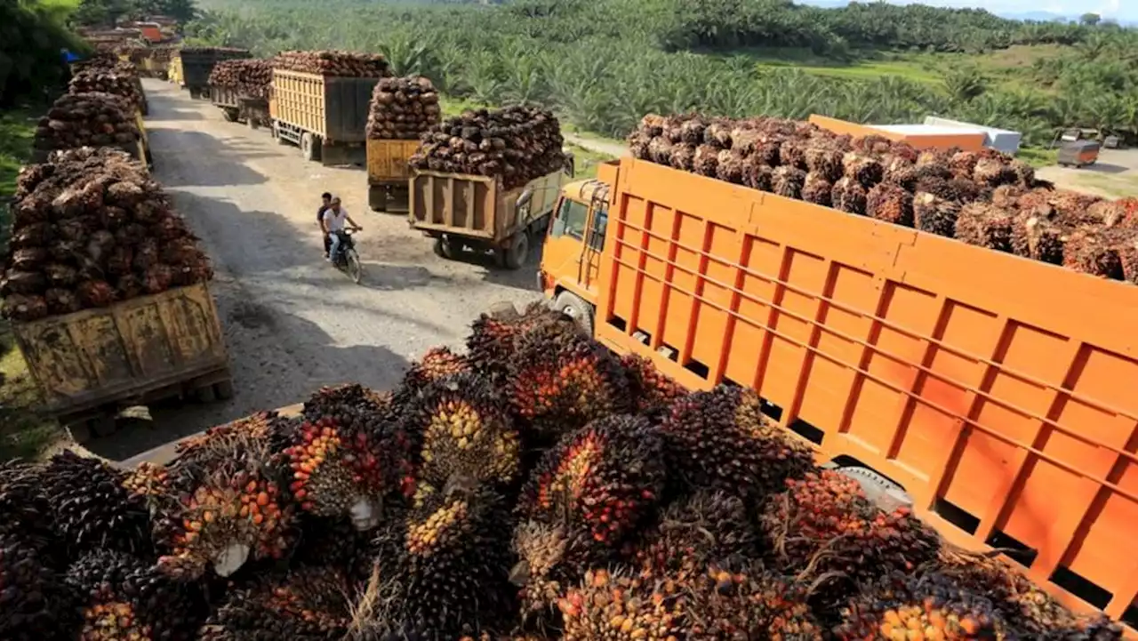 Indonesian prosecutors name 3 palm oil groups suspects in corruption case