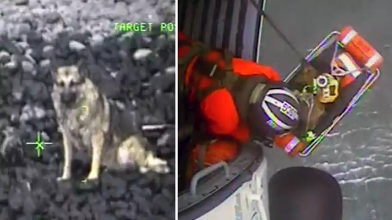 Watch the U.S Coast Guard rescue a dog trapped on a beach