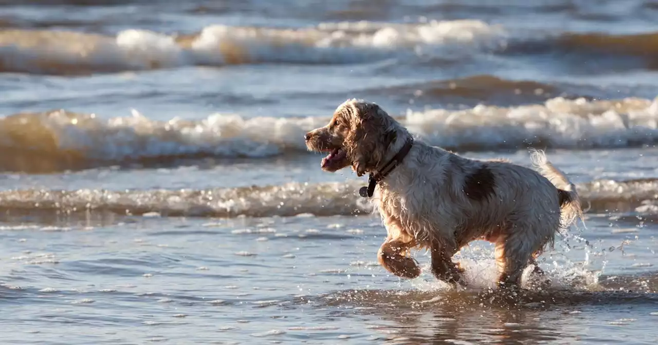 Four Scottish holiday spots named among most pet-friendly summer destinations