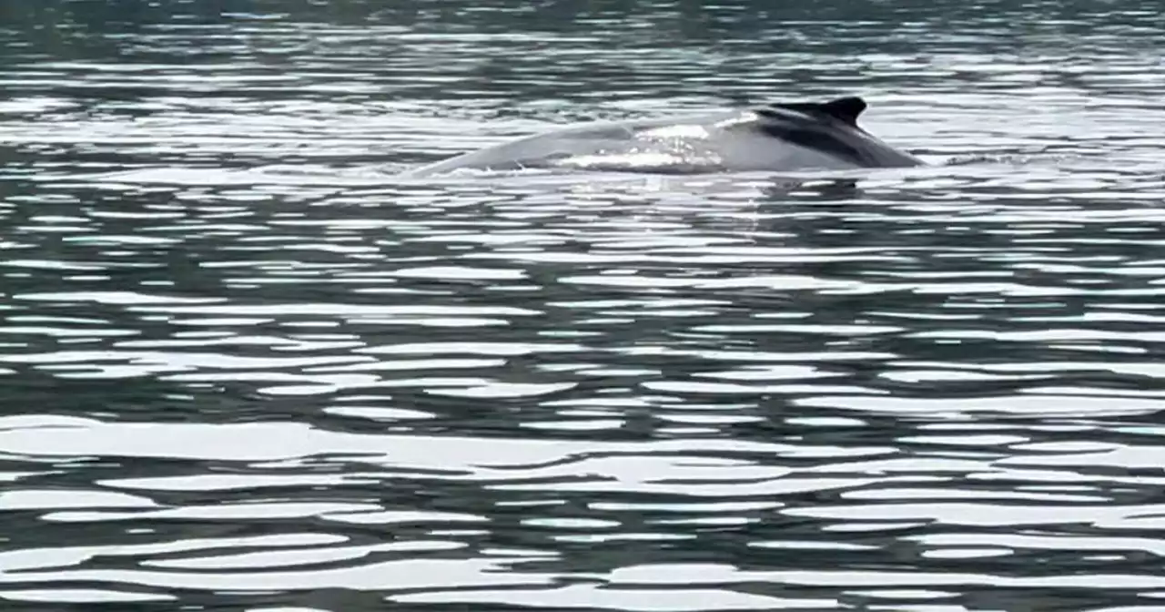 River Clyde whale 'distressed' with jet skis 'too close' as cops launch probe