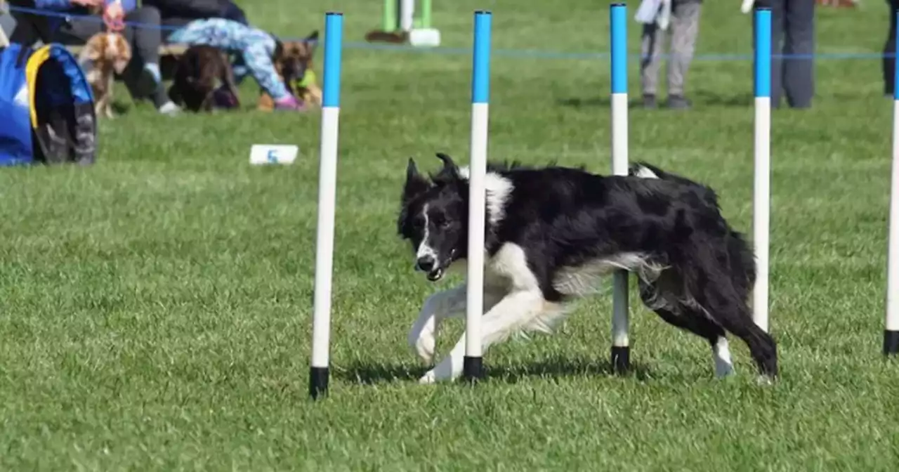 Scots dog owner praises vets for saving pet's leg after horror accident