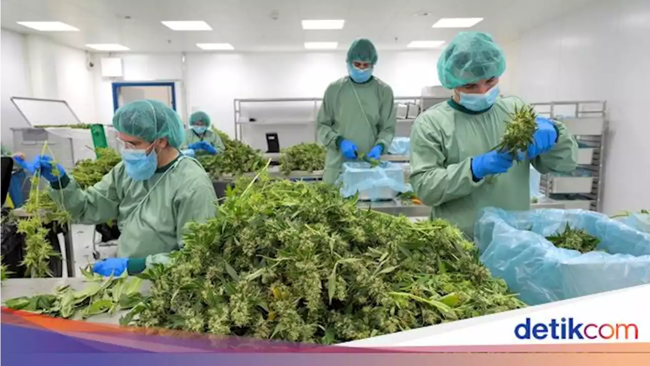 Melihat Produksi Ganja Medis di Pabrik Jerman