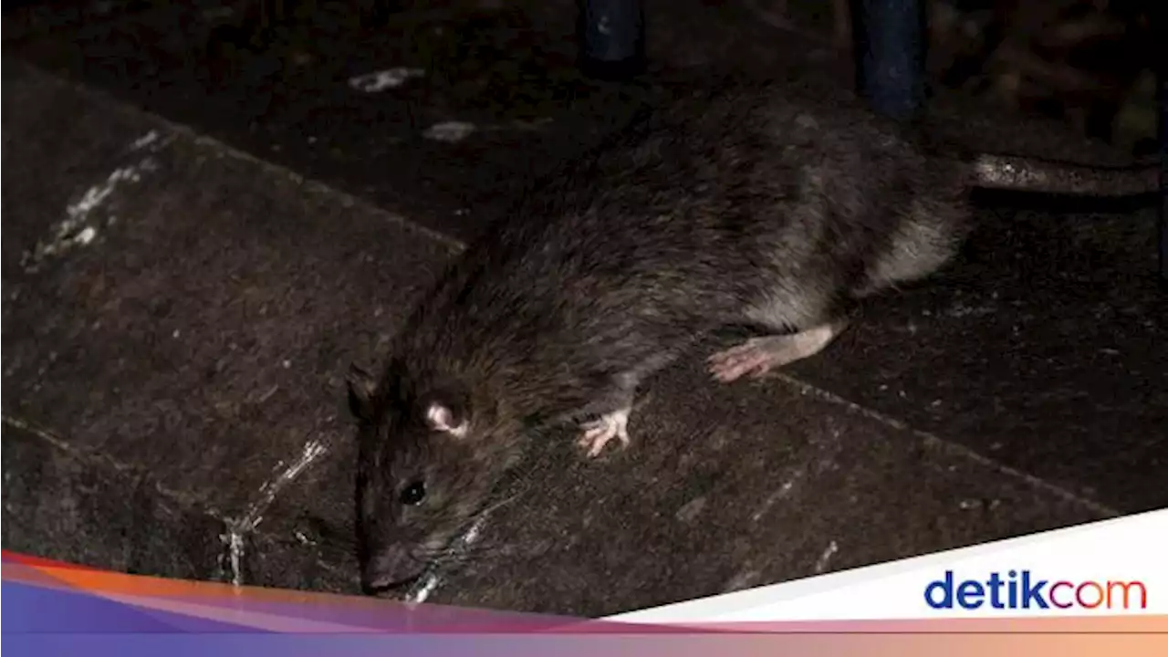 Warga Paris Diminta 'Hidup Bersama' Tikus, Kesehatan Penduduk Terancam