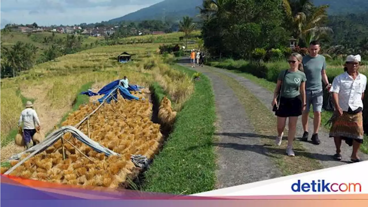 Panen Beras Merah di Bali Bikin Turis Asing Kepincut